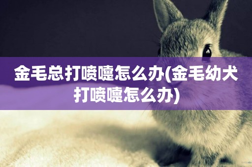 金毛總打噴嚏怎么辦(金毛幼犬打噴嚏怎么辦)