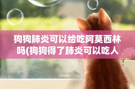 狗狗肺炎可以給吃阿莫西林嗎(狗狗得了肺炎可以吃人吃的藥物嗎)