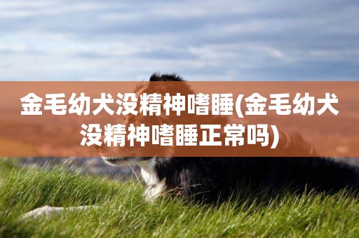 金毛幼犬沒精神嗜睡(金毛幼犬沒精神嗜睡正常嗎)