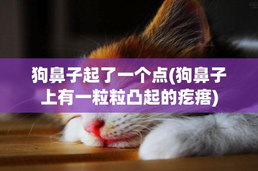 狗鼻子起了一個點(狗鼻子上有一粒粒凸起的疙瘩)