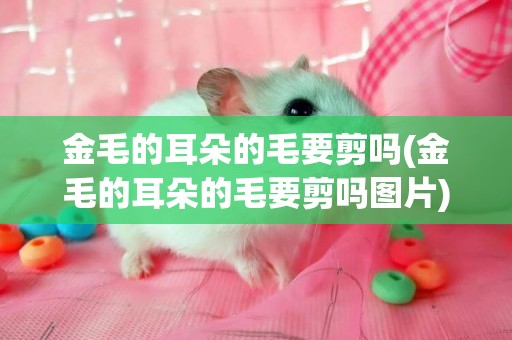 金毛的耳朵的毛要剪嗎(金毛的耳朵的毛要剪嗎圖片)