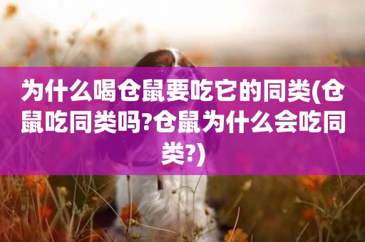 為什么喝倉鼠要吃它的同類(倉鼠吃同類嗎?倉鼠為什么會吃同類?)