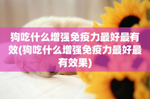 狗吃什么增強免疫力最好最有效(狗吃什么增強免疫力最好最有效果)
