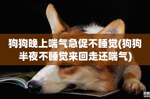 狗狗晚上喘氣急促不睡覺(狗狗半夜不睡覺來回走還喘氣)