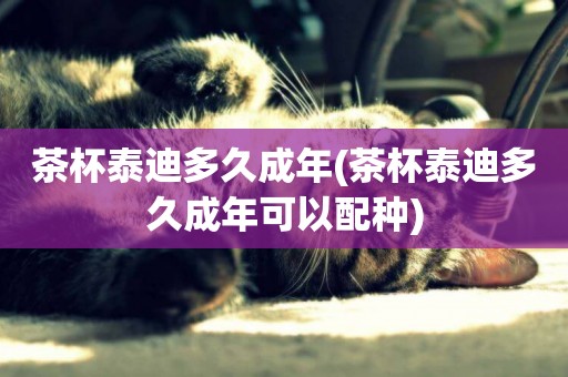 茶杯泰迪多久成年(茶杯泰迪多久成年可以配種)