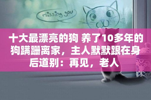 十大最漂亮的狗 養了10多年的狗蹣跚離家，主人默默跟在身后道別：再見，老人 