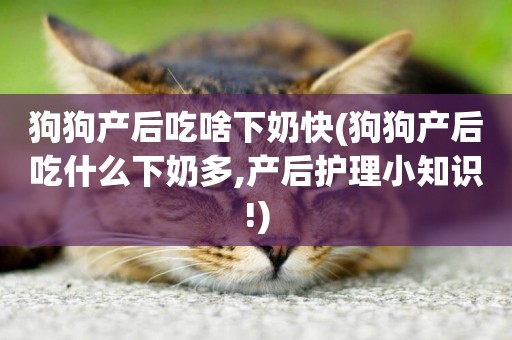 狗狗產后吃啥下奶快(狗狗產后吃什么下奶多,產后護理小知識!)