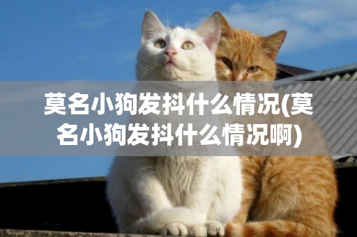 莫名小狗發抖什么情況(莫名小狗發抖什么情況啊)