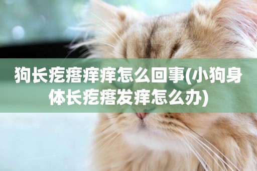 狗長疙瘩癢癢怎么回事(小狗身體長疙瘩發癢怎么辦)