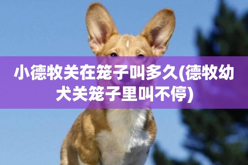 小德牧關在籠子叫多久(德牧幼犬關籠子里叫不停)