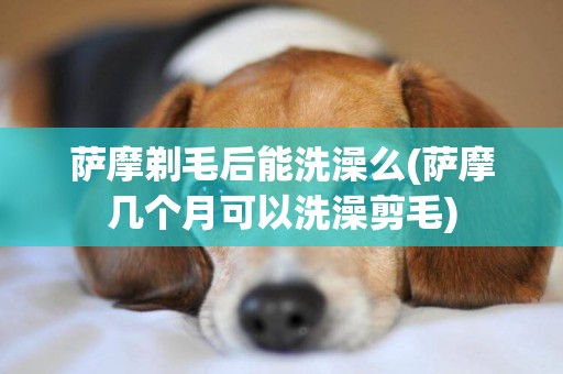薩摩剃毛后能洗澡么(薩摩幾個月可以洗澡剪毛)