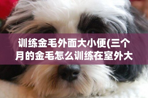 訓練金毛外面大小便(三個月的金毛怎么訓練在室外大小便)