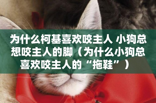 為什么柯基喜歡咬主人 小狗總想咬主人的腳（為什么小狗總喜歡咬主人的“拖鞋”） 