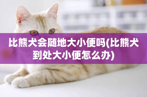 比熊犬會隨地大小便嗎(比熊犬到處大小便怎么辦)