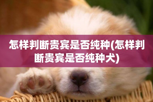 怎樣判斷貴賓是否純種(怎樣判斷貴賓是否純種犬)