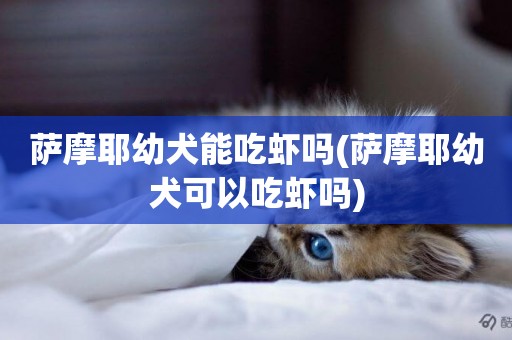 薩摩耶幼犬能吃蝦嗎(薩摩耶幼犬可以吃蝦嗎)