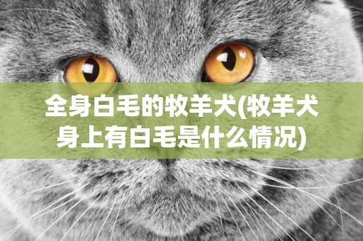 全身白毛的牧羊犬(牧羊犬身上有白毛是什么情況)