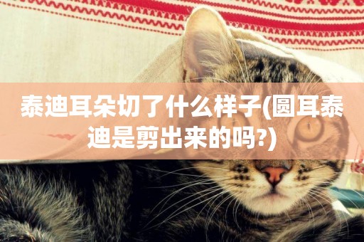 泰迪耳朵切了什么樣子(圓耳泰迪是剪出來的嗎?)