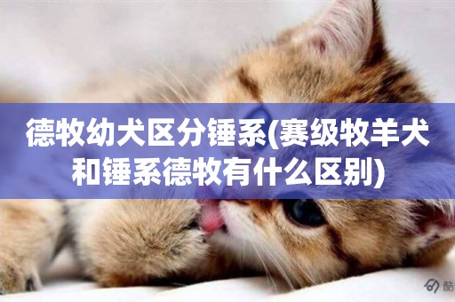 德牧幼犬區分錘系(賽級牧羊犬和錘系德牧有什么區別)