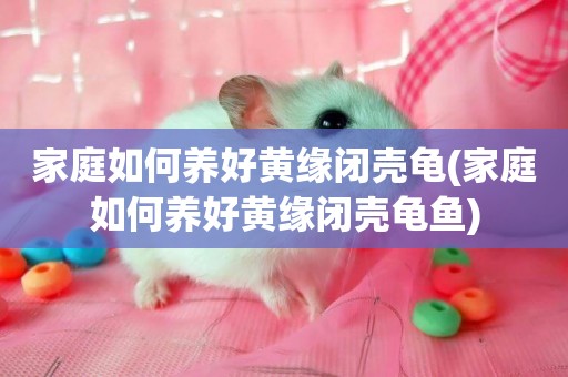 家庭如何養好黃緣閉殼龜(家庭如何養好黃緣閉殼龜魚)