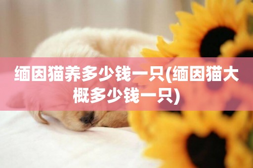 緬因貓養多少錢一只(緬因貓大概多少錢一只)