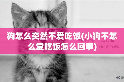 狗怎么突然不愛吃飯(小狗不怎么愛吃飯怎么回事)