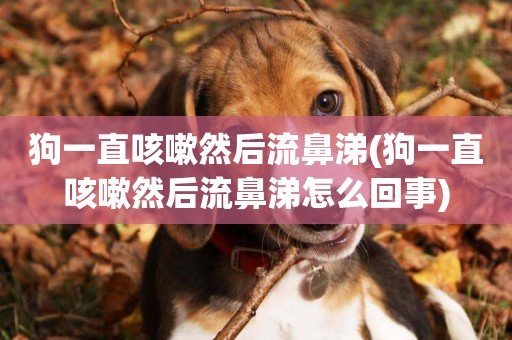 狗一直咳嗽然后流鼻涕(狗一直咳嗽然后流鼻涕怎么回事)