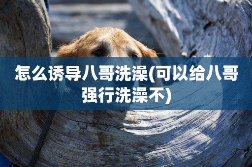 怎么誘導八哥洗澡(可以給八哥強行洗澡不)