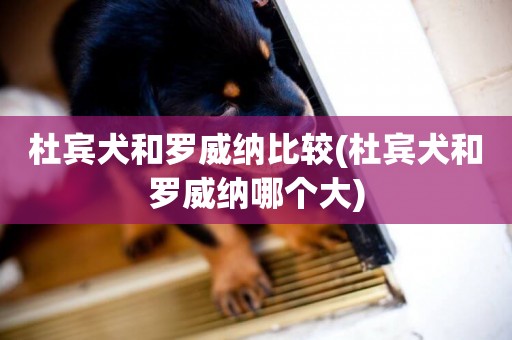 杜賓犬和羅威納比較(杜賓犬和羅威納哪個大)