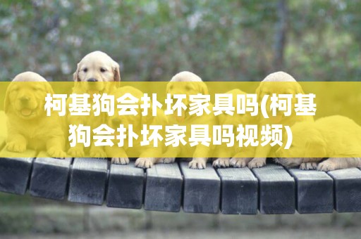 柯基狗會撲壞家具嗎(柯基狗會撲壞家具嗎視頻)