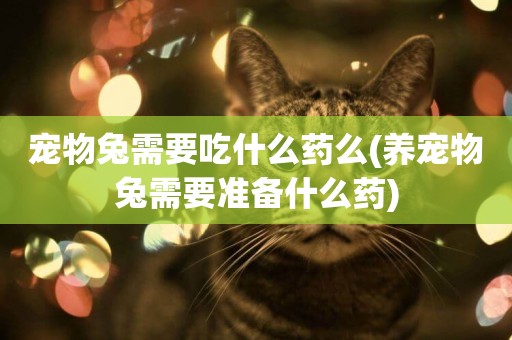寵物兔需要吃什么藥么(養寵物兔需要準備什么藥)