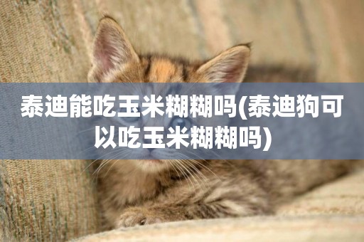 泰迪能吃玉米糊糊嗎(泰迪狗可以吃玉米糊糊嗎)