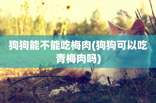 狗狗能不能吃梅肉(狗狗可以吃青梅肉嗎)