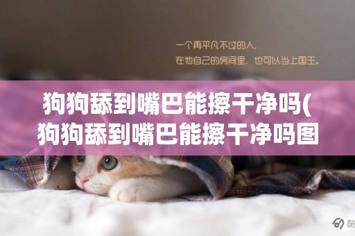 狗狗舔到嘴巴能擦干凈嗎(狗狗舔到嘴巴能擦干凈嗎圖片)