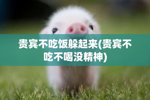貴賓不吃飯躲起來(貴賓不吃不喝沒精神)