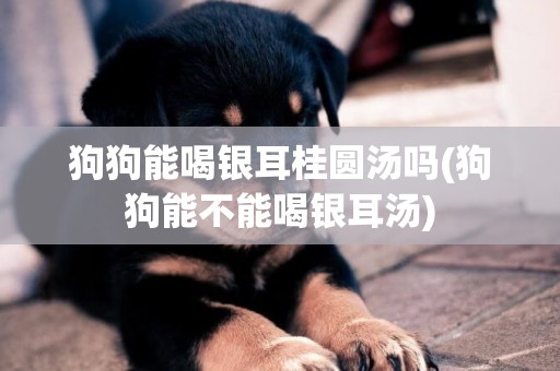 狗狗能喝銀耳桂圓湯嗎(狗狗能不能喝銀耳湯)