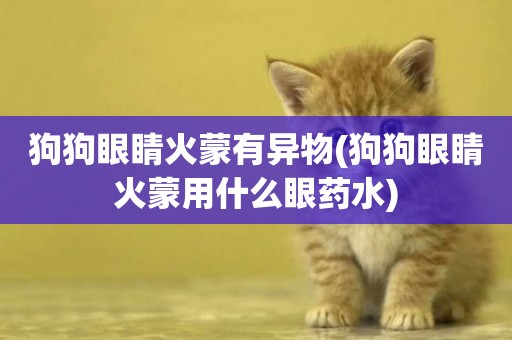 狗狗眼睛火蒙有異物(狗狗眼睛火蒙用什么眼藥水)