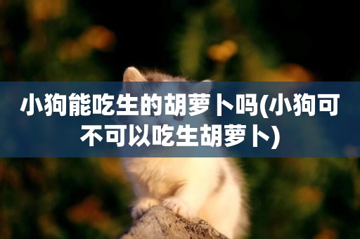 小狗能吃生的胡蘿卜嗎(小狗可不可以吃生胡蘿卜)