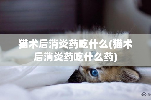 貓術后消炎藥吃什么(貓術后消炎藥吃什么藥)
