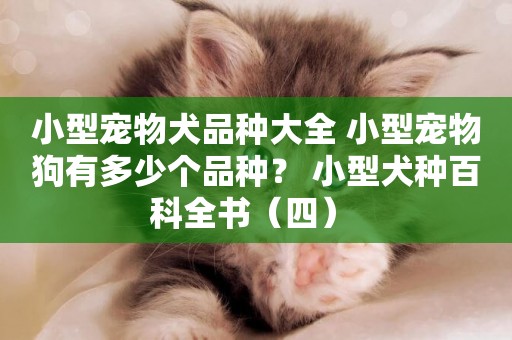 小型寵物犬品種大全 小型寵物狗有多少個品種？ 小型犬種百科全書（四） 