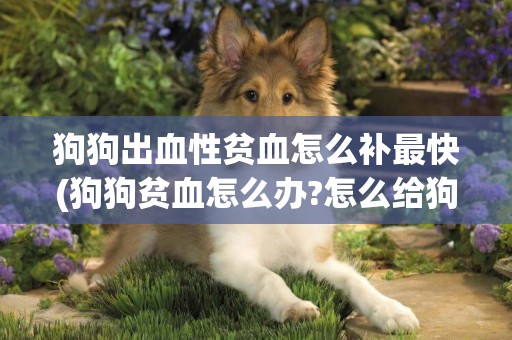 狗狗出血性貧血怎么補最快(狗狗貧血怎么辦?怎么給狗狗補血效果好?)
