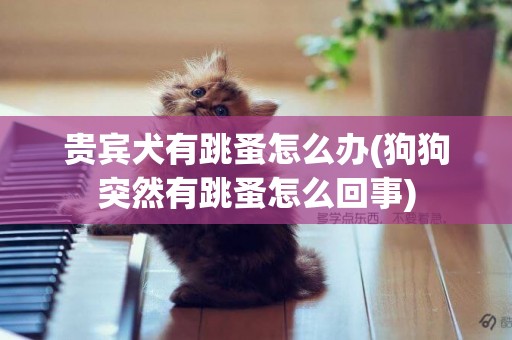 貴賓犬有跳蚤怎么辦(狗狗突然有跳蚤怎么回事)
