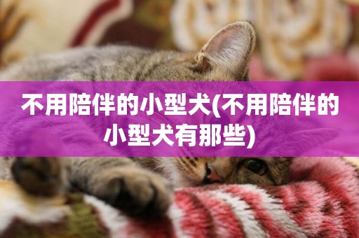 不用陪伴的小型犬(不用陪伴的小型犬有那些)