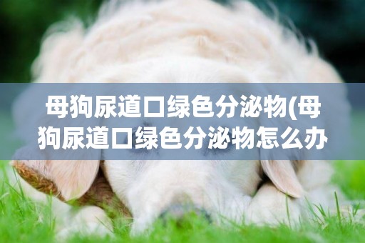 母狗尿道口綠色分泌物(母狗尿道口綠色分泌物怎么辦)