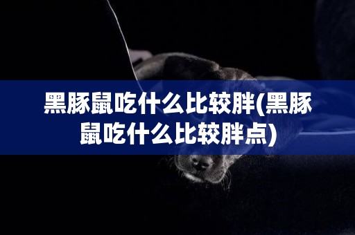 黑豚鼠吃什么比較胖(黑豚鼠吃什么比較胖點)