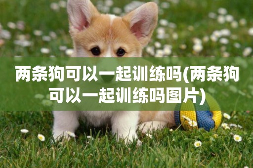兩條狗可以一起訓練嗎(兩條狗可以一起訓練嗎圖片)