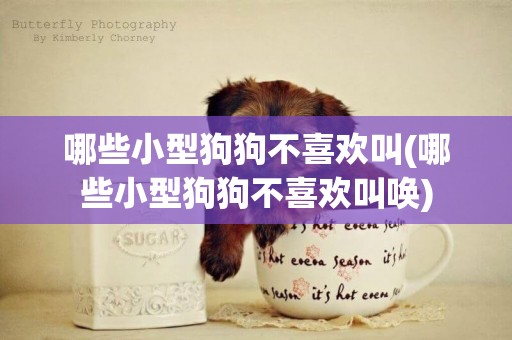 哪些小型狗狗不喜歡叫(哪些小型狗狗不喜歡叫喚)