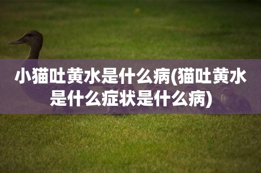 小貓吐黃水是什么病(貓吐黃水是什么癥狀是什么病)