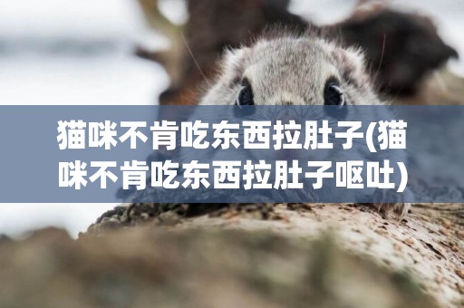 貓咪不肯吃東西拉肚子(貓咪不肯吃東西拉肚子嘔吐)