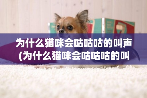 為什么貓咪會咕咕咕的叫聲(為什么貓咪會咕咕咕的叫聲大)